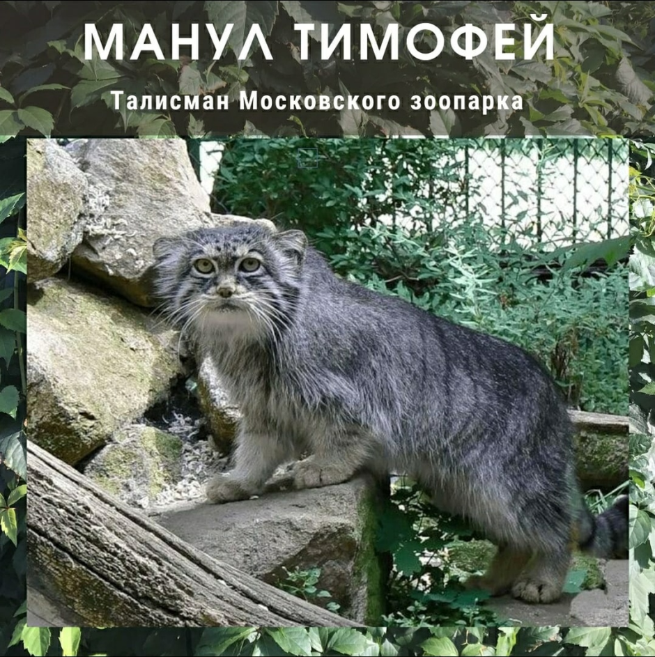 Манул в Московском зоопарке