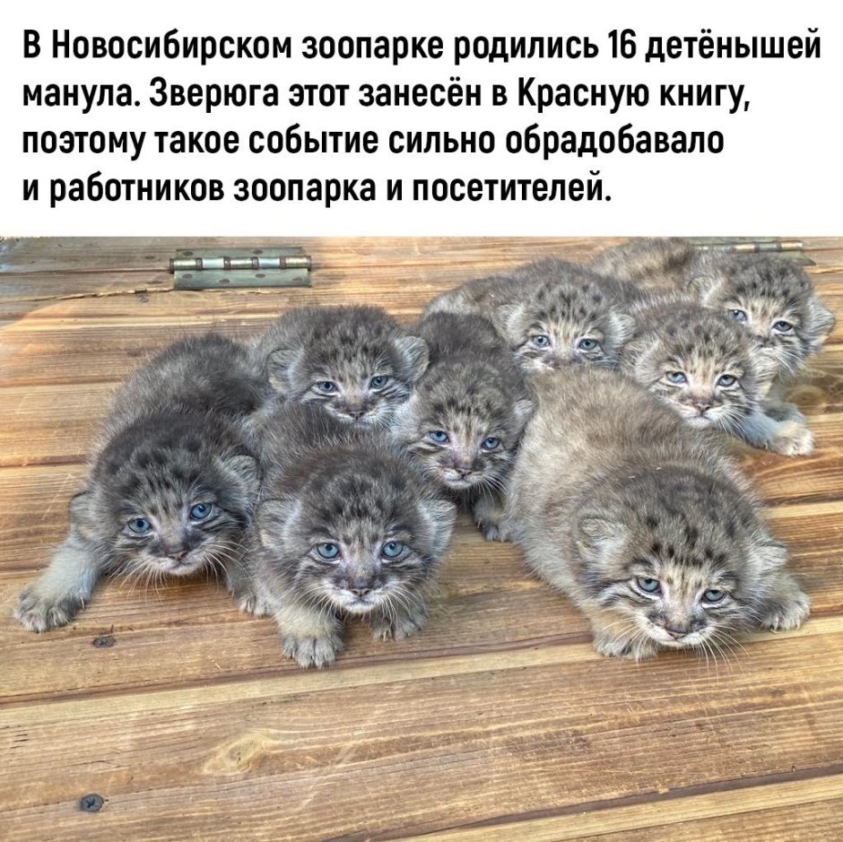 Детеныш манула