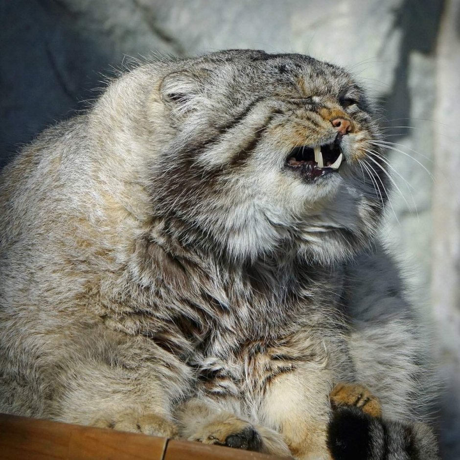 Домашний кот Манул Манул