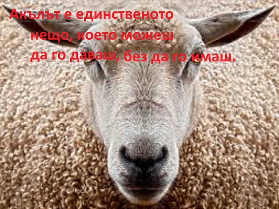 Овечка глаза вектор