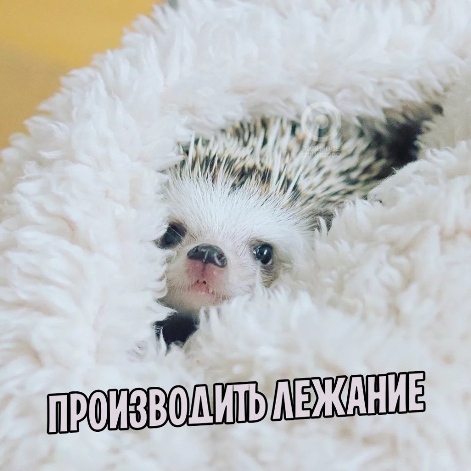 Милый спящий Ежик