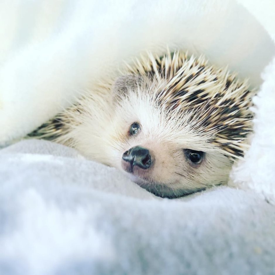 Good morning Ежик
