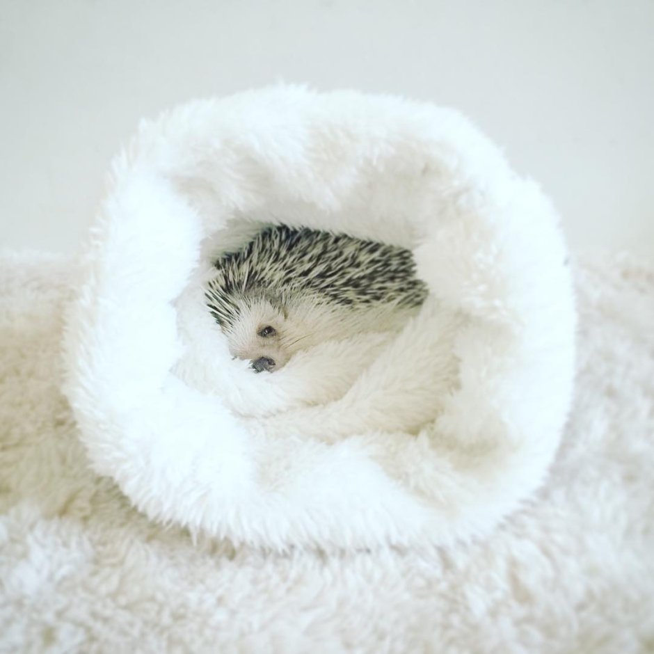 Спящие ежики