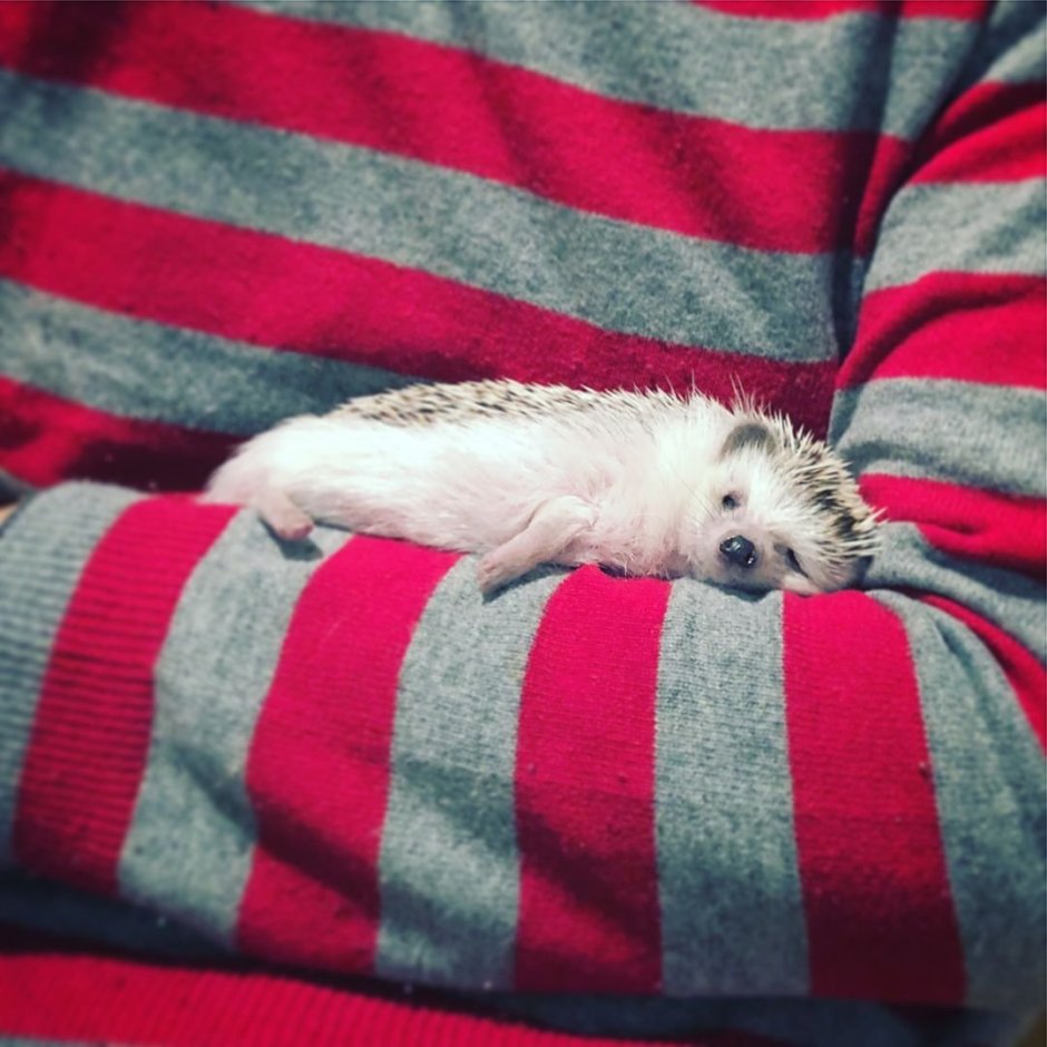 Спящий еж