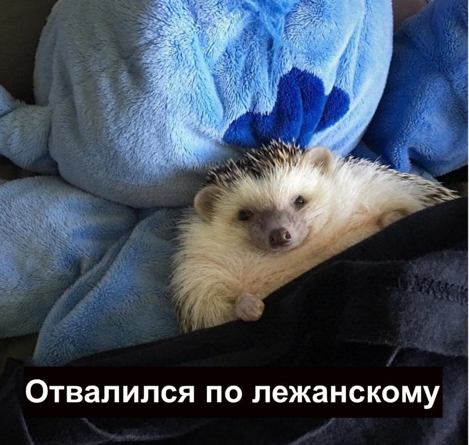 Еж спит