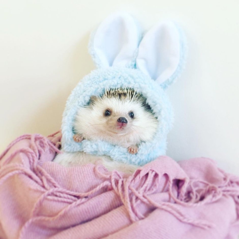 Зубы ежика