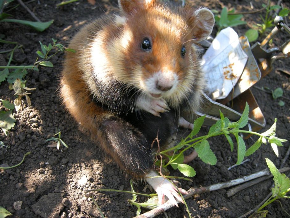 Cricetus Cricetus