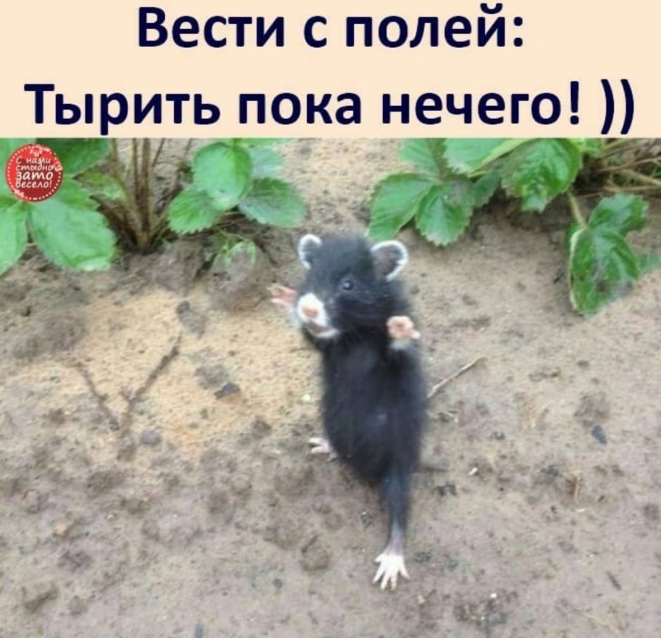 Полевой хомяк карбыш
