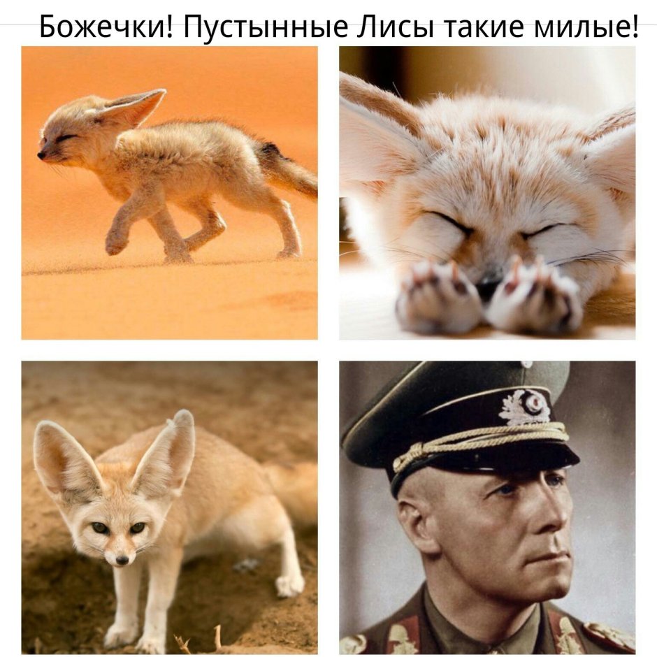 Пустынный Лис Роммель