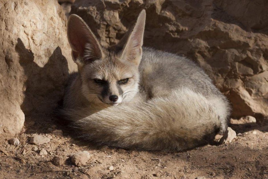 Афганская лисица (Vulpes Cana)