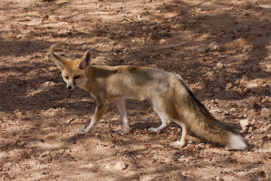 Vulpes rueppellii