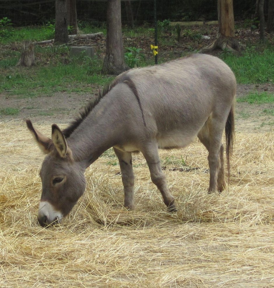 Мул и осёл