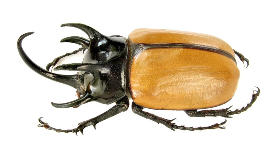 Eupatorus gracilicornis