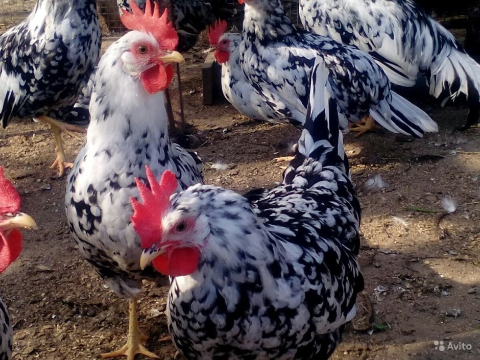 Брама Изабель куры