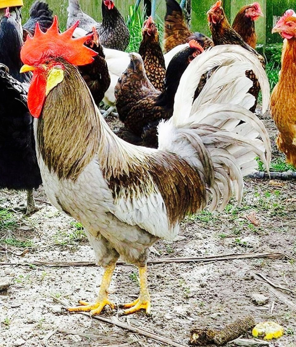 Яйца породы кур Феникс