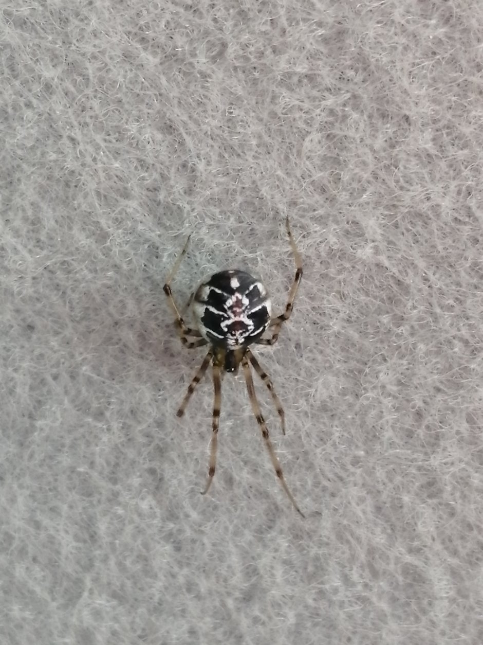 Rabidosa punctulata паук