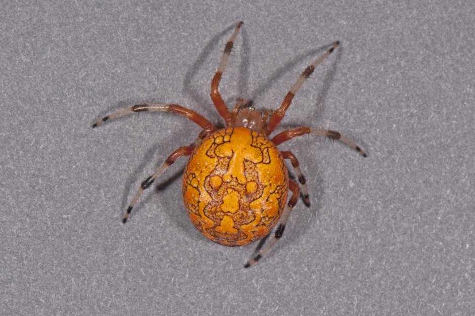 Оранжевый паук-Araneus marmoreus