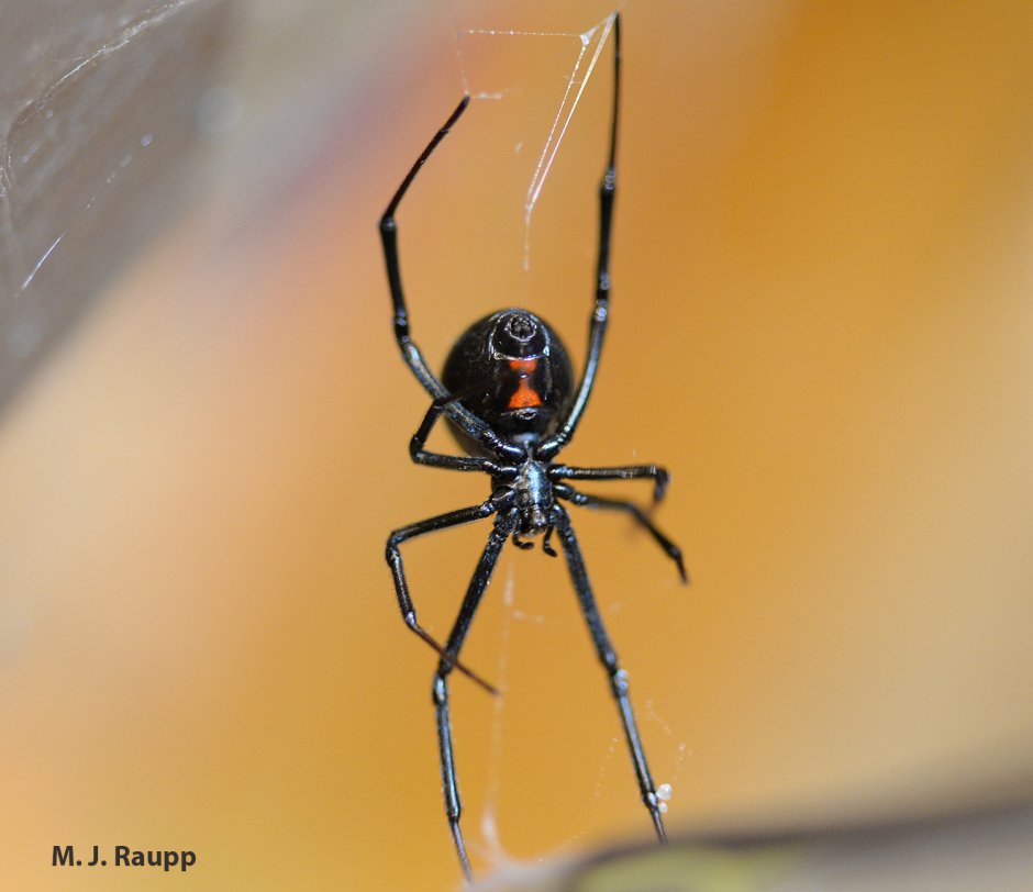 Latrodectus Mirabilis