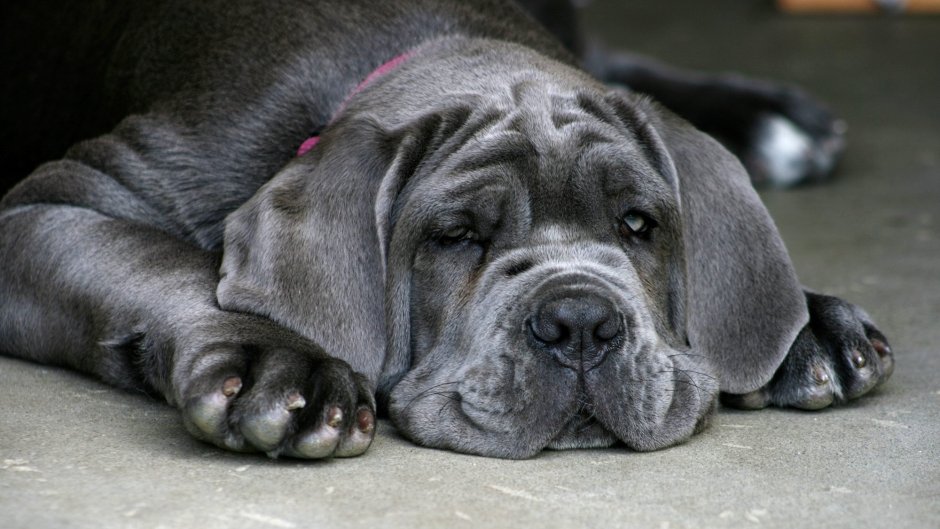 Mastiff 1.11