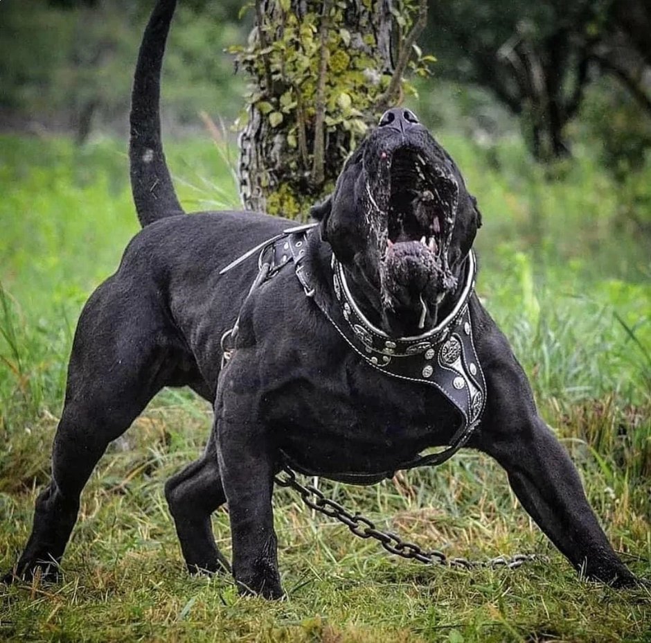 Мастиф Корсо собака