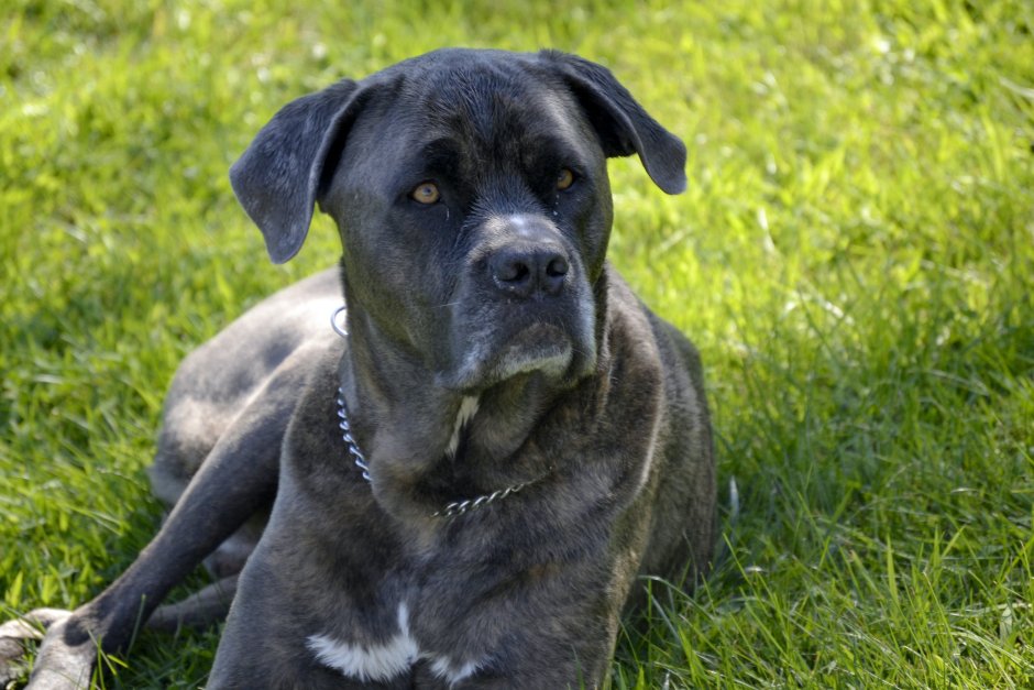 Cane Corso собака