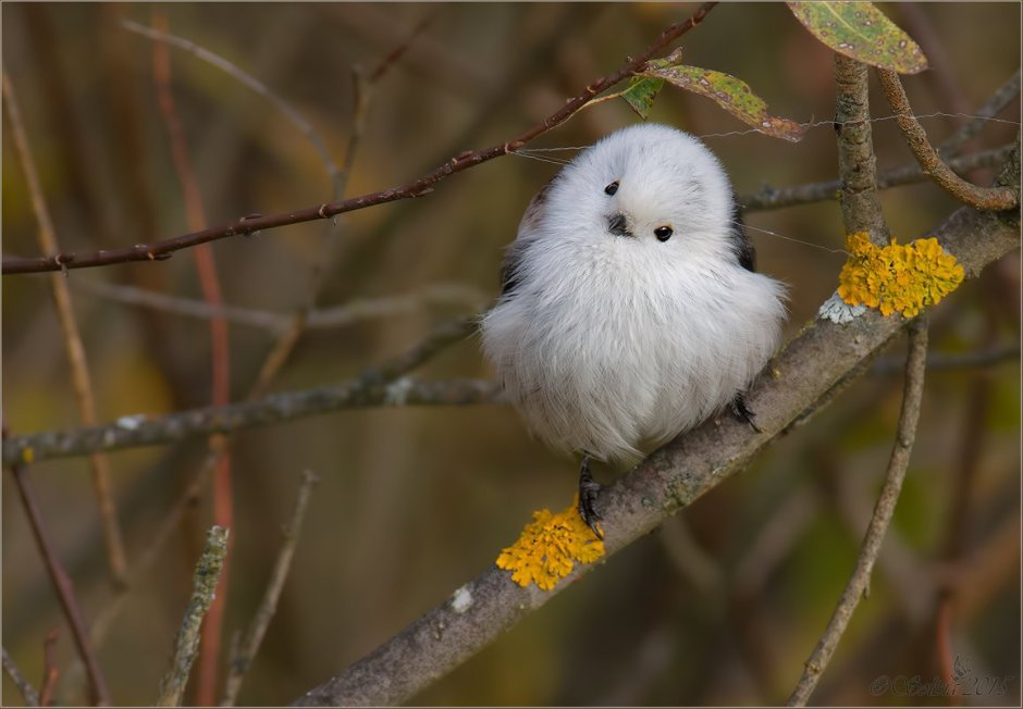 Самые милые птички