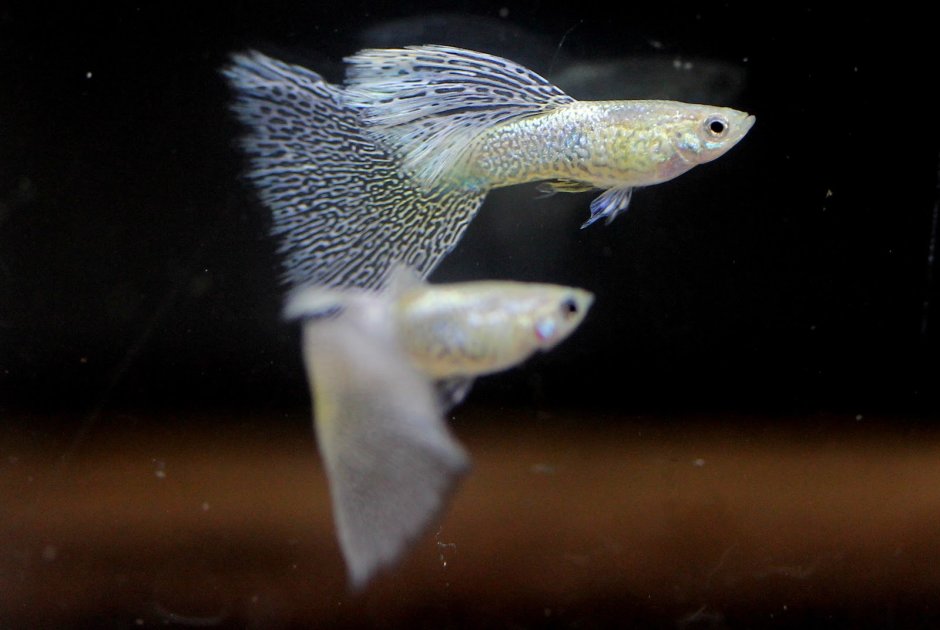 Гуппи пестрый (Guppy variegated)