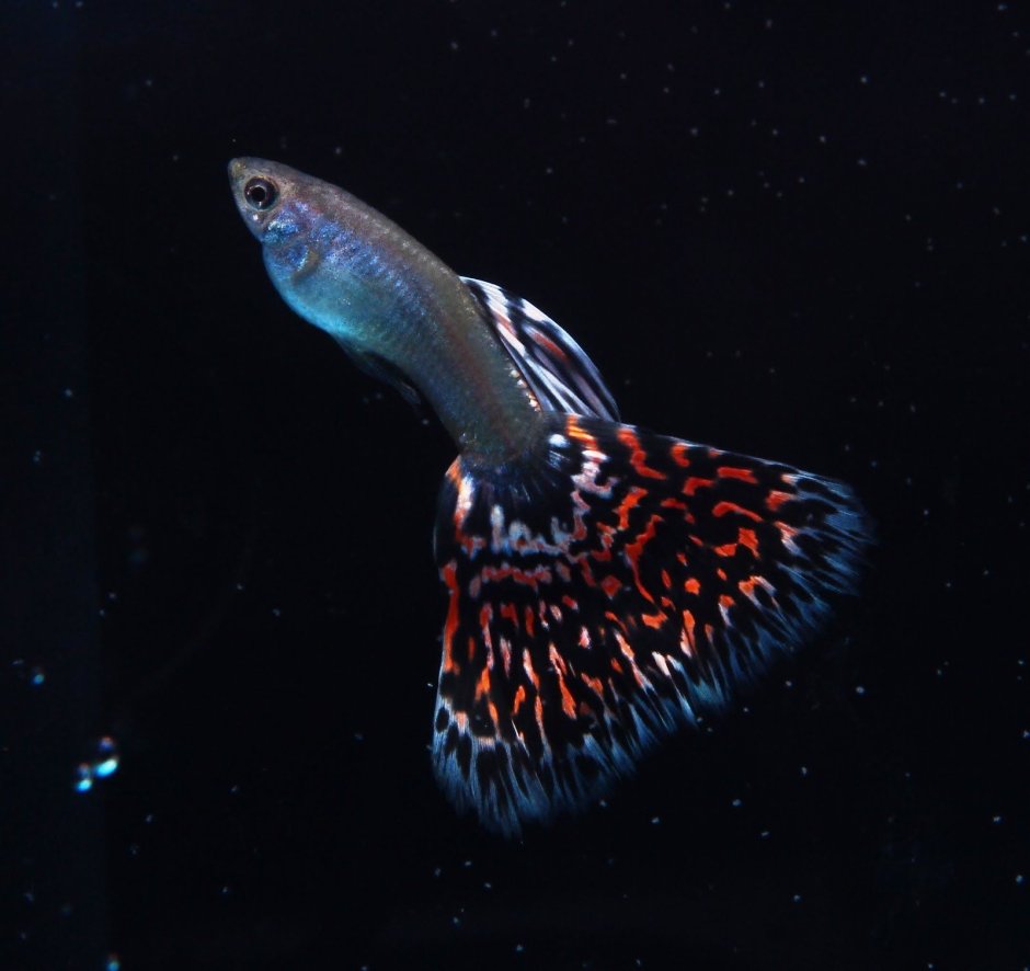 Гуппи Red Mosaic
