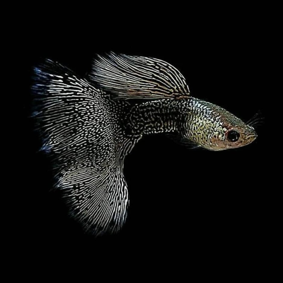 Гуппи Poecilia reticulata