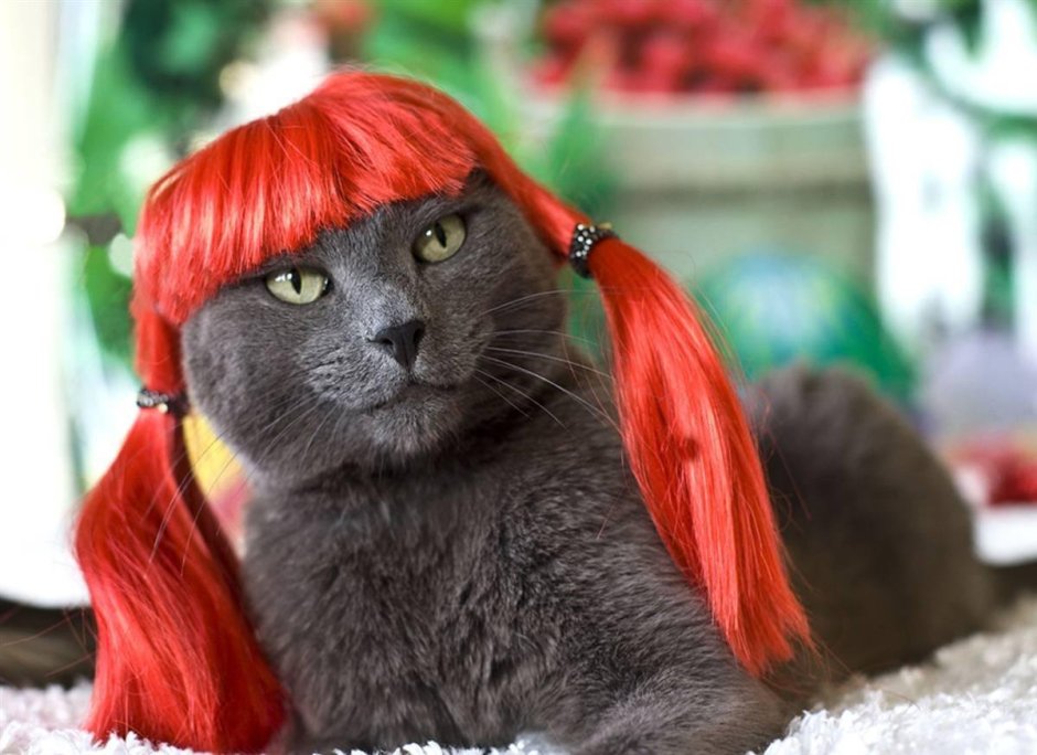 Кошка с челкой