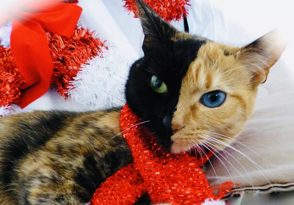 Необычные окраски кошек