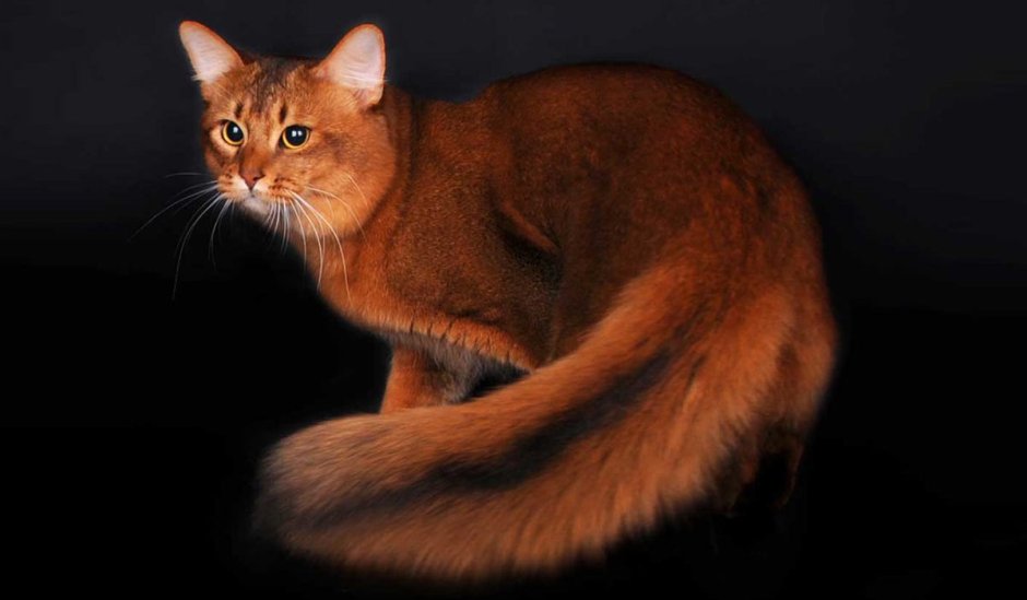 Абиссинская кошка Сомали
