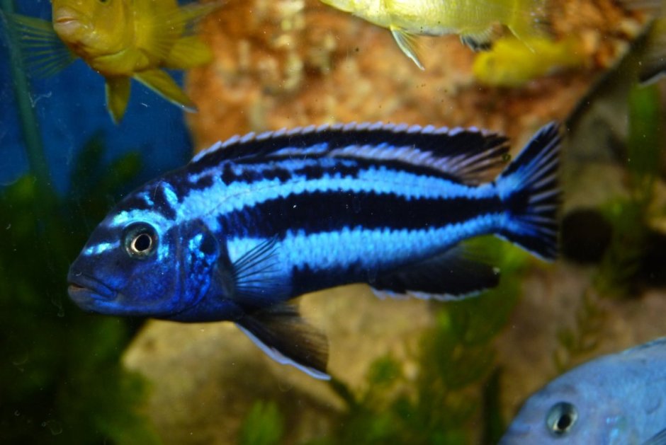 Никарагуанская цихлазома Hypsophrys nicaraguensis