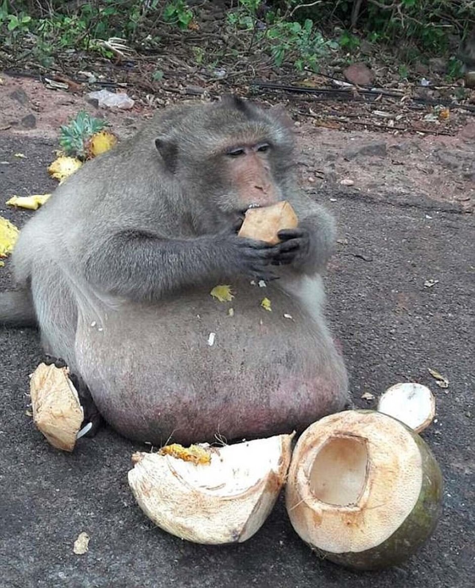 Толстое животное