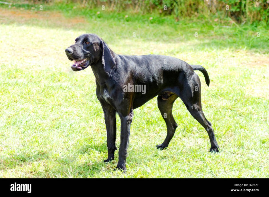 German long-haired pointing Dog