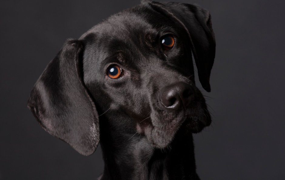 Perro negro бу