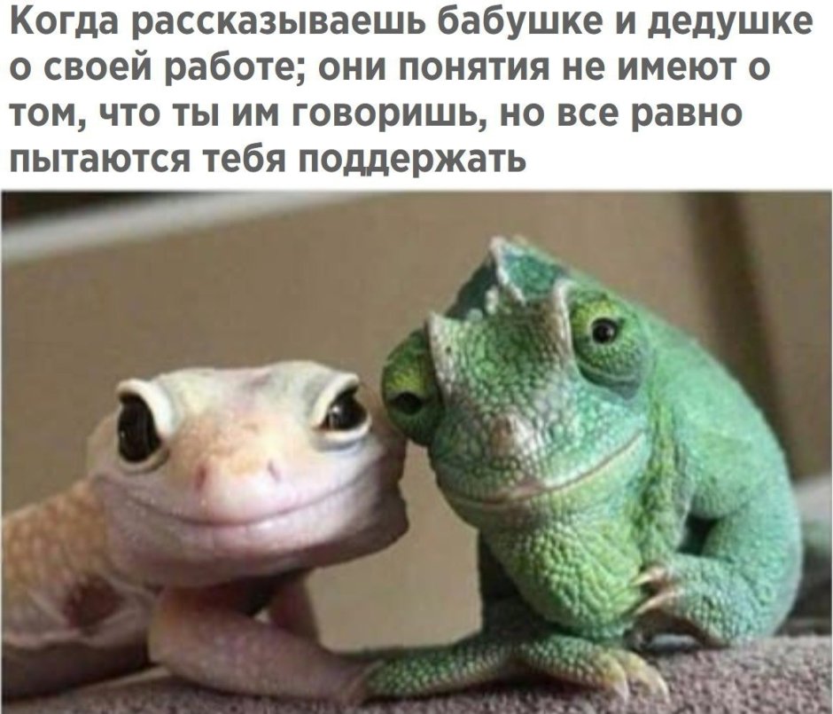Аманда Лизард ящерица