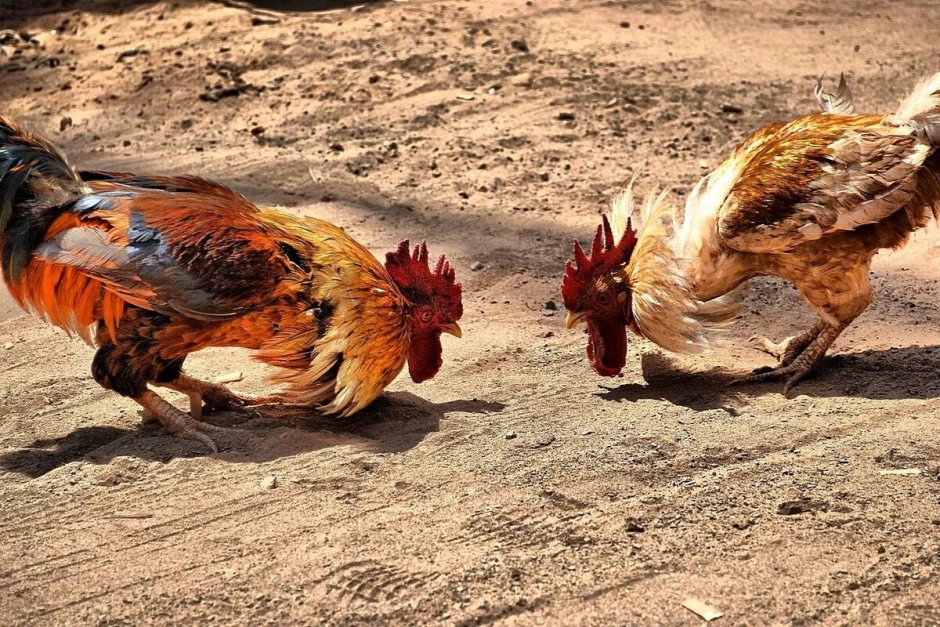 Оплодотворение курицы петухом