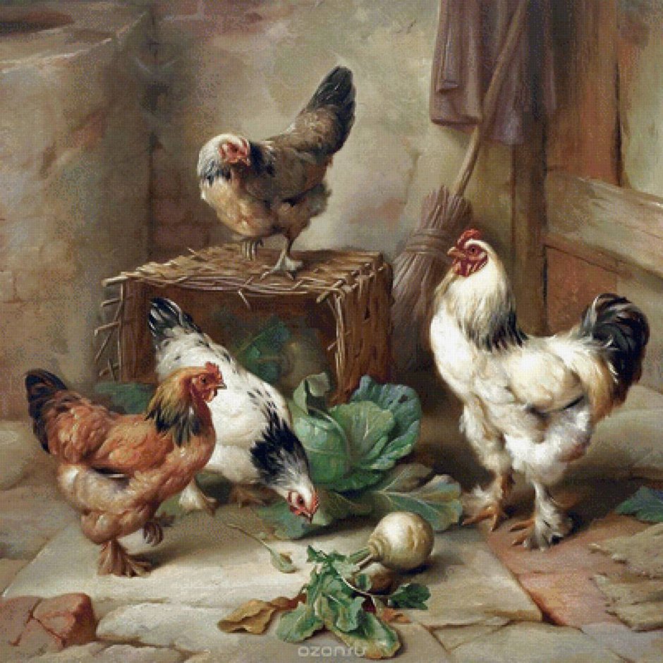 Куры кросс коралл