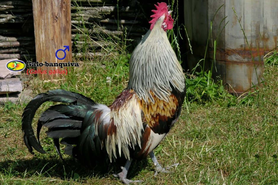 Red junglefowl Gallus Gallus