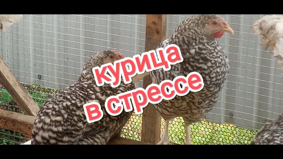 Курицы в курятнике