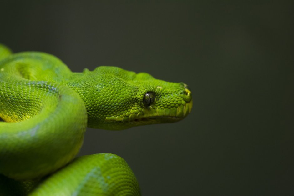Morelia viridis желтый