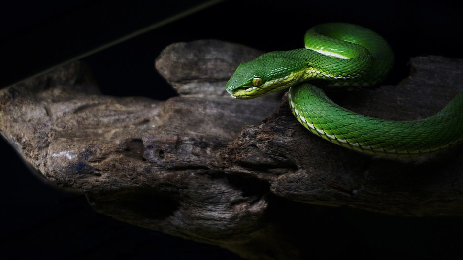 Crotalus horridus