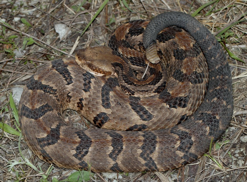 Crotalus Pyrrhus