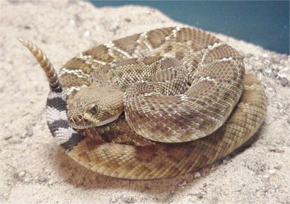 Crotalus horridus