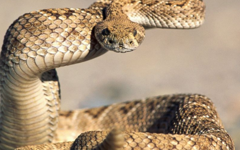 Crotalus viridis