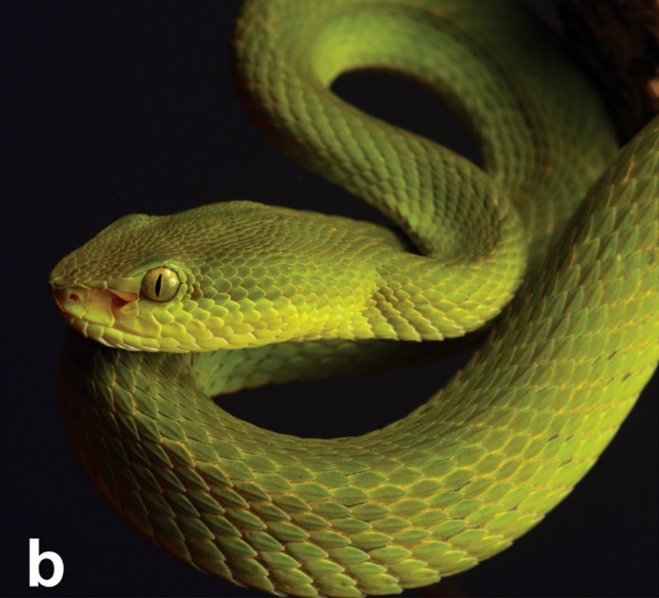 Crotalus horridus