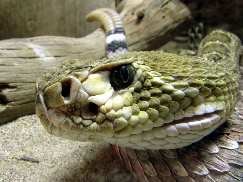Crested Rattlesnake Аризона
