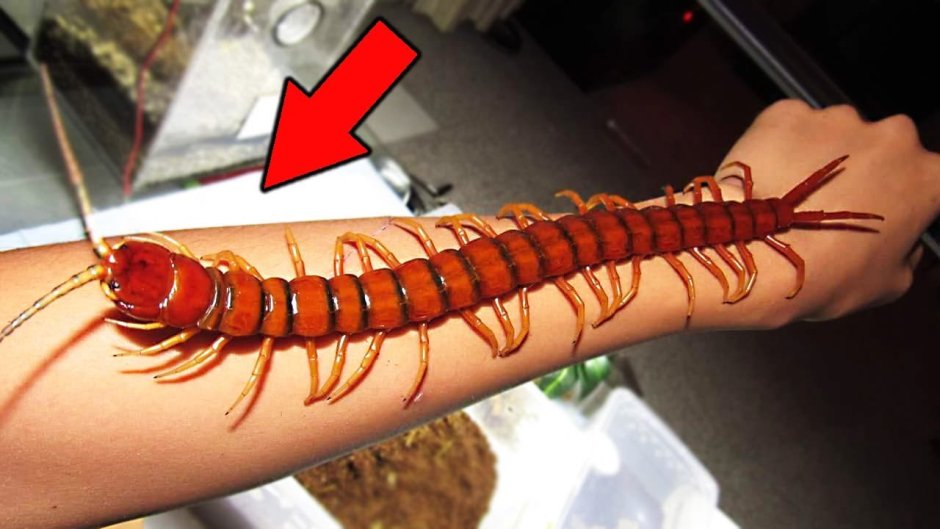 Scolopendra gigantea
