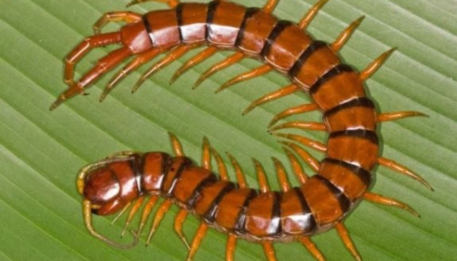 Многоножка Millipede